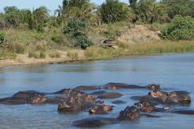 parc-des-zones-humides-d-iSimangaliso